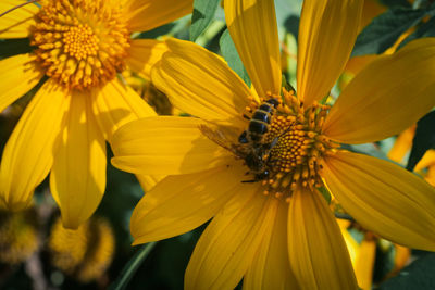 Close-up of insect on yellow flower