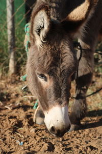 Close-up portrait of a horse on field