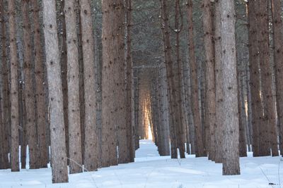 Snow covered trees in forest