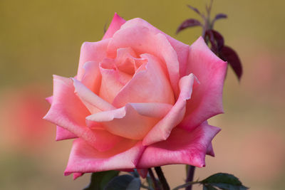 Close-up of pink rose blooming outdoors