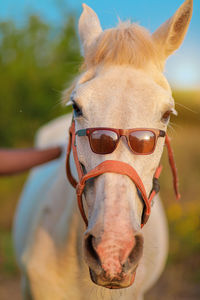 Close-up portrait of a horse