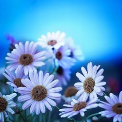 Close-up of white daisy flowers