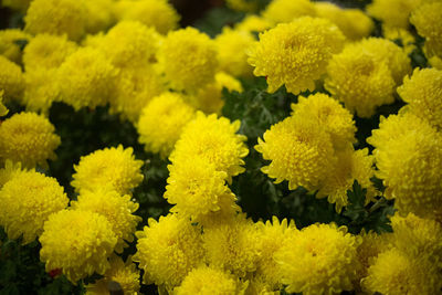 Close-up of yellow flowers