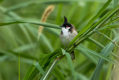 Close-up of a bird on grass