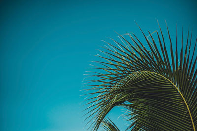 Close-up of palm tree against blue sky