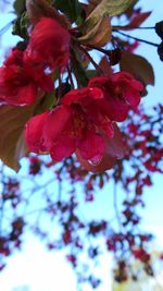 Close-up of pink flowers