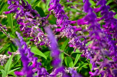 Close-up of purple flowers