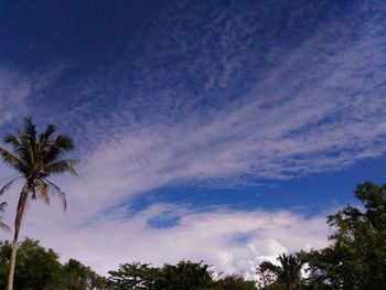 Low angle view of palm trees against blue sky