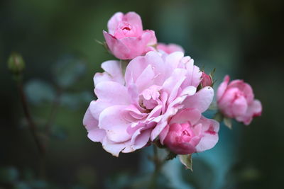 Close-up of pink cherry blossom