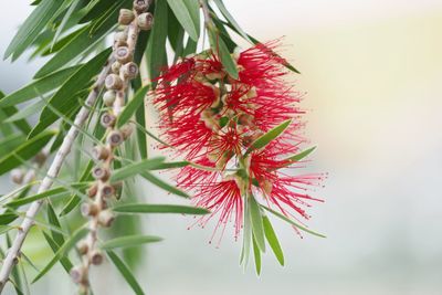 Close-up of red flowering plant