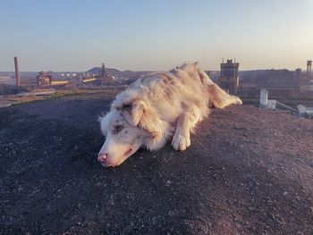 Dog relaxing beyond city against clear sky