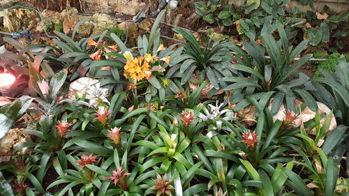 High angle view of flowering plants in park