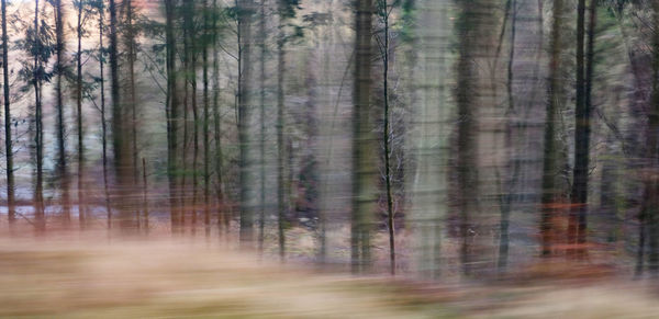 Trees in forest