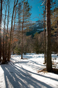 Bare trees on snow covered landscape