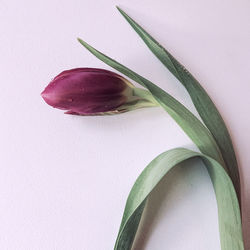 Close-up of pink flower plant against white background