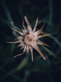 Close-up of wilted plant