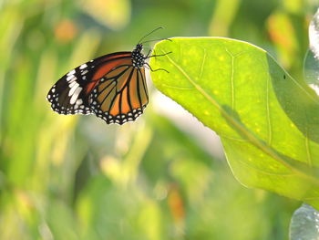 Close-up of butterfly on leaf