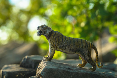 Close-up of tiger figurine on rock