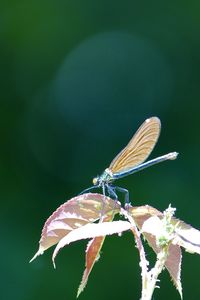 Close-up of butterfly