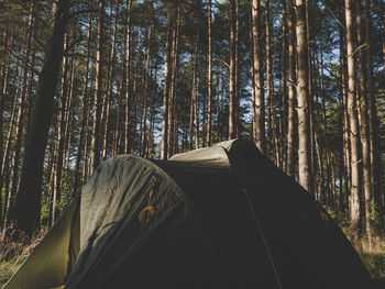 Trees in forest