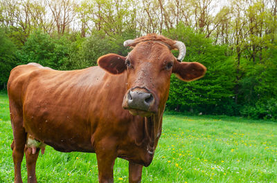Portrait of horse on field