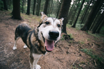 Portrait of dog standing at forest