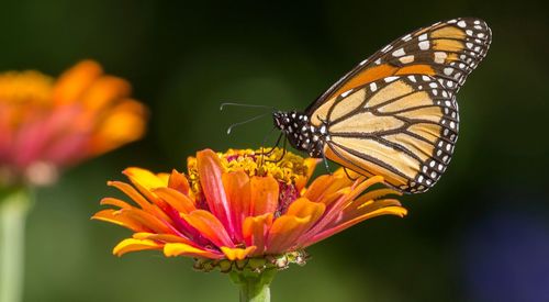 Close-up of butterfly pollinating on flower