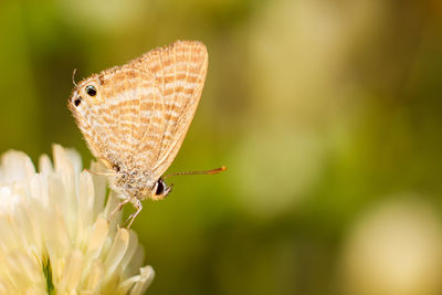 Close-up of butterfly perching on flower