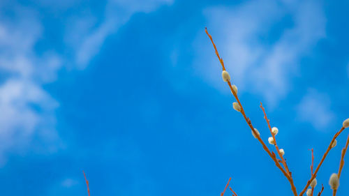 Low angle view of plants against blue sky