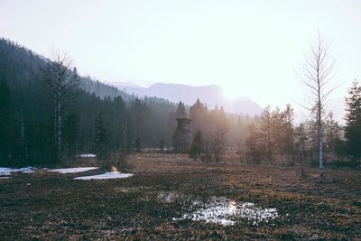 Bare trees on landscape