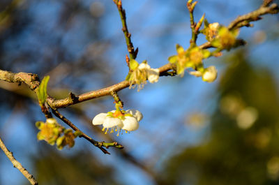 Low angle view of apple tree