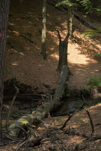 Trees in forest