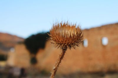 Close-up of dried plant against clear sky