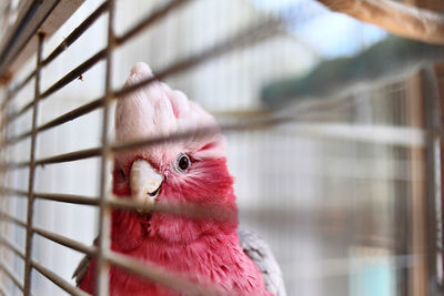 Close-up of bird in cage