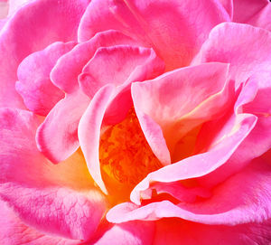 Macro shot of pink flower