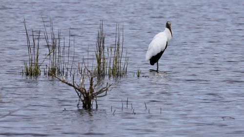 Bird in a lake