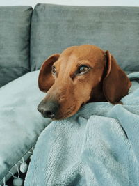 Close-up of dog relaxing on bed at home