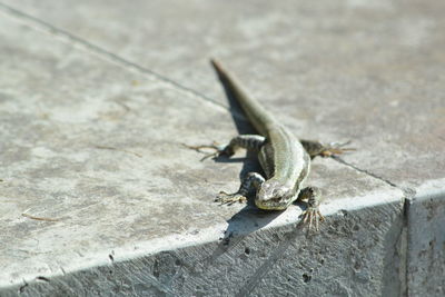 High angle view of insect on concrete