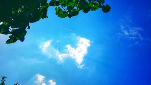 Low angle view of trees against blue sky