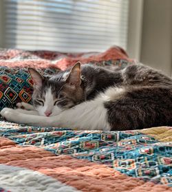 Cat relaxing on rug at home