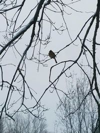 Low angle view of bird perching on bare tree against sky