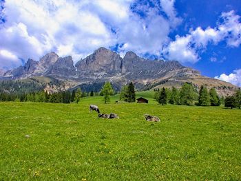 Horses in a field