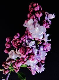 Close-up of pink flower over black background