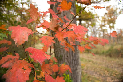 Close-up of tree during autumn