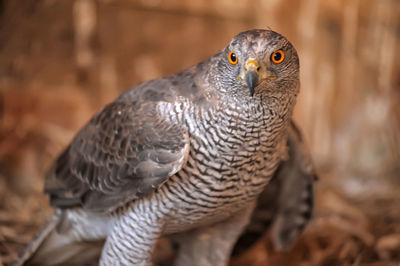 Close-up portrait of a bird