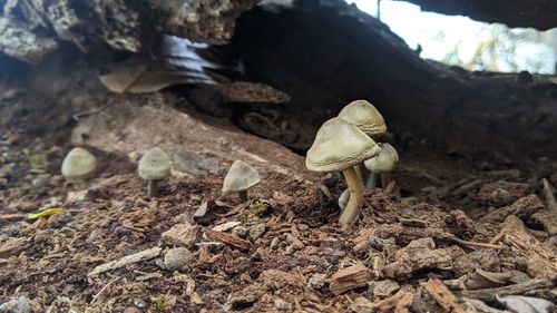 Close-up of mushroom growing on field