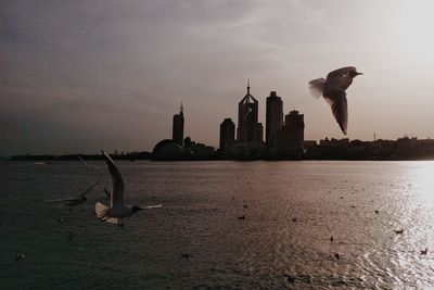 Seagulls flying over sea in city