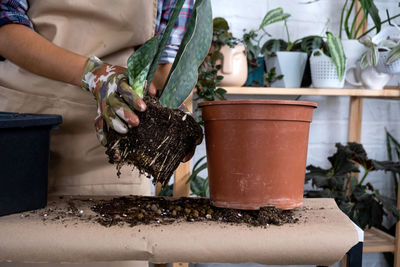 Midsection of woman holding potted plant