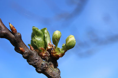 Green blossom with sky