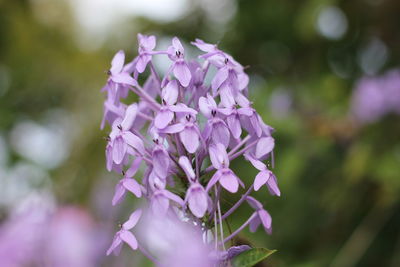 Close-up of purple flowering plant